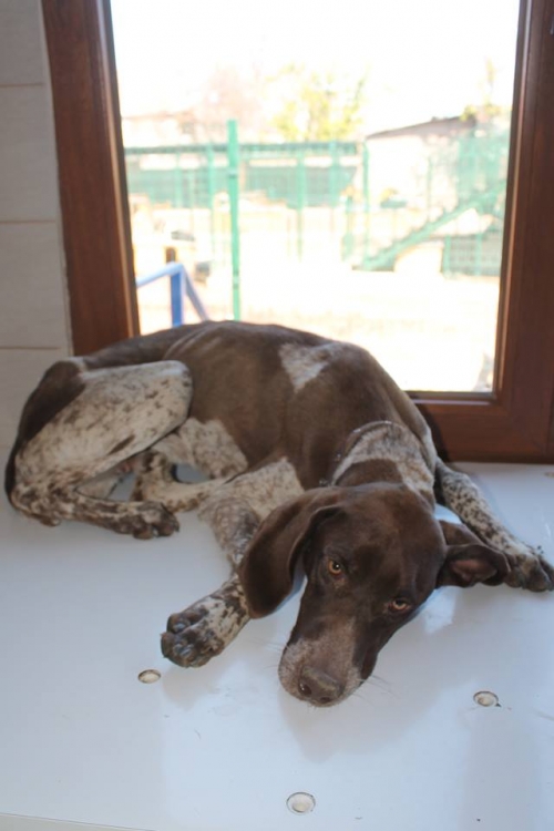 კურცხაარი ბასსა