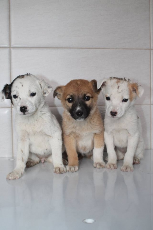 მეტისი უსახელო