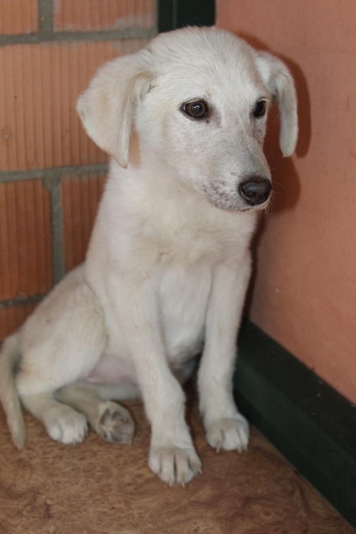 მეტისი უსახელო