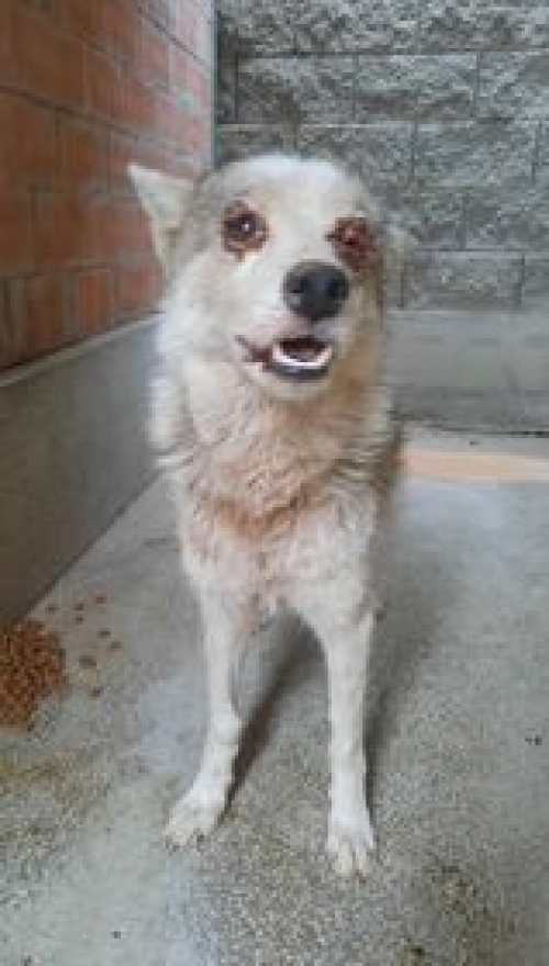 ლაიკა ხუთ დეკემბერზე ნაპოვნი