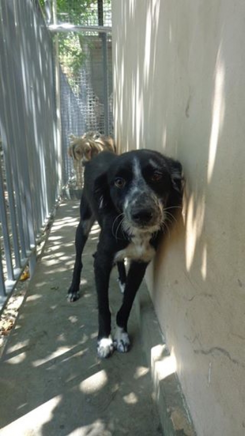 მეტისი ჩორნა