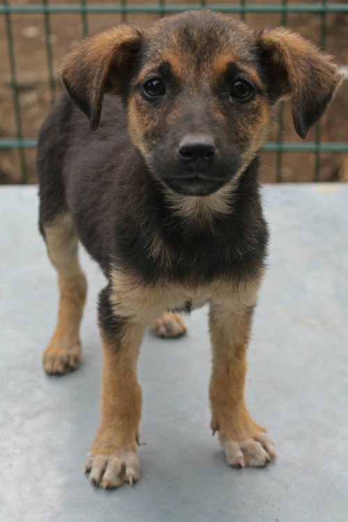 მეტისი უსახელო