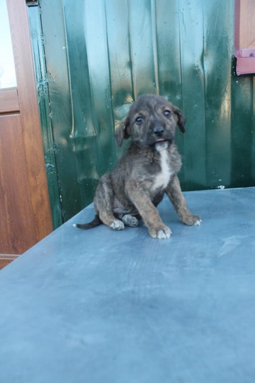 მეტისი უსახელო