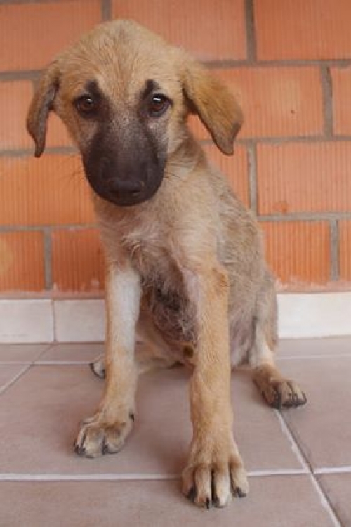 ქართული ქოფაკი უსახელო