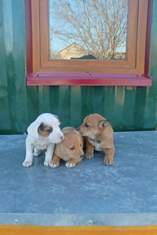 მეტისის ლეკვები უსახელო