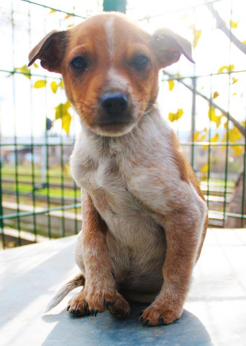 მეტისი უსახელო