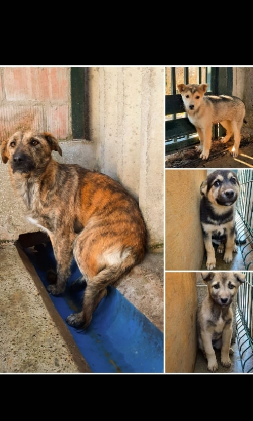 მეტისი ვარკეთილში 3 მასივის მე 17 ე კორპუსთან იპოვნა