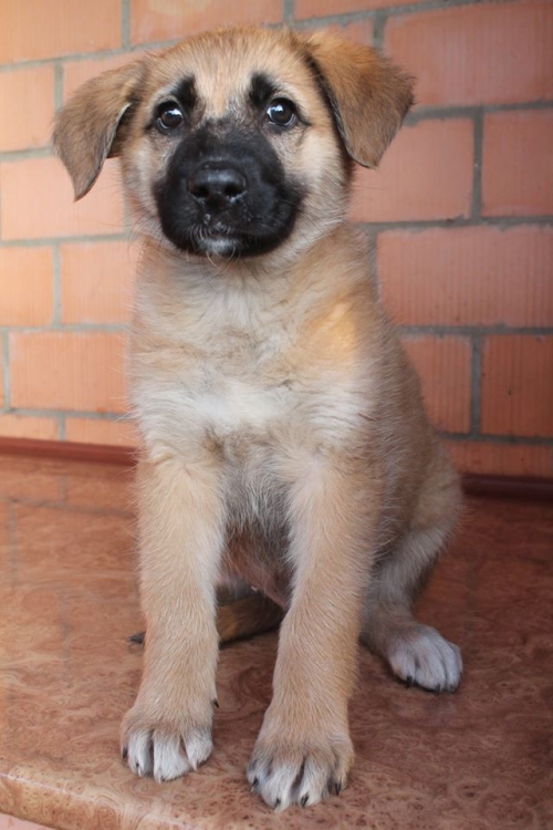 მეტისი უსახელო