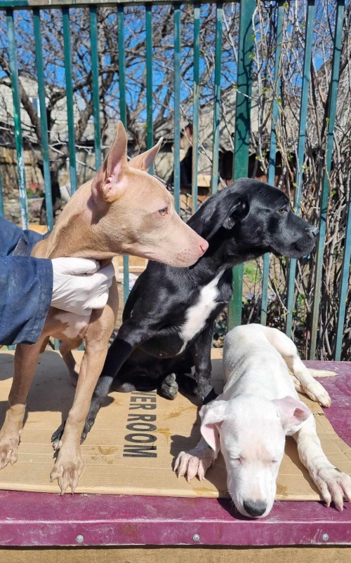 პიტი სამივე ძაღლი იყო ერთი პატრონის ჩააბარეს გაჩუქების მიზნით