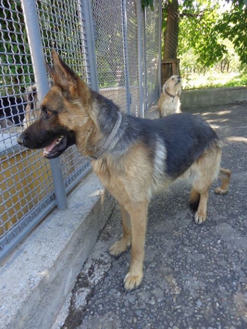 გერმანული ნაგაზი ჯეისონ