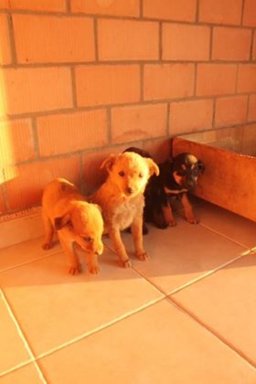 ქართული ქოფაკი უსახელო