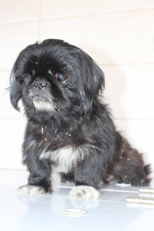 პეკინესი უსახელო