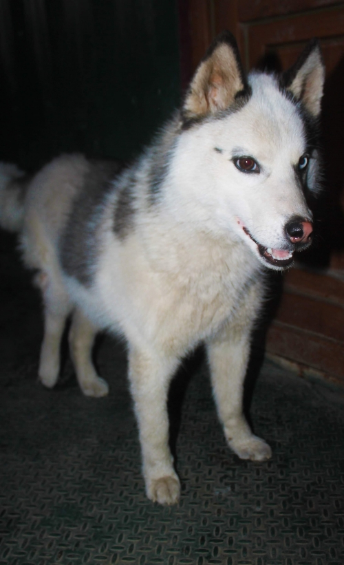 ლაიკა უსახელო