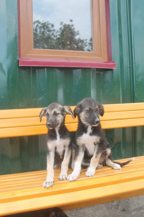 მეტისი უსახელო