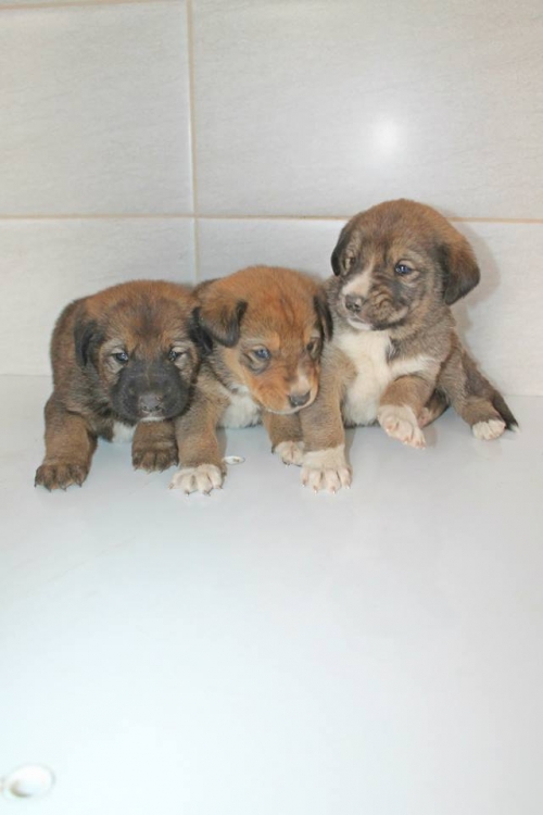 მეტისის ლეკვები უსახელო