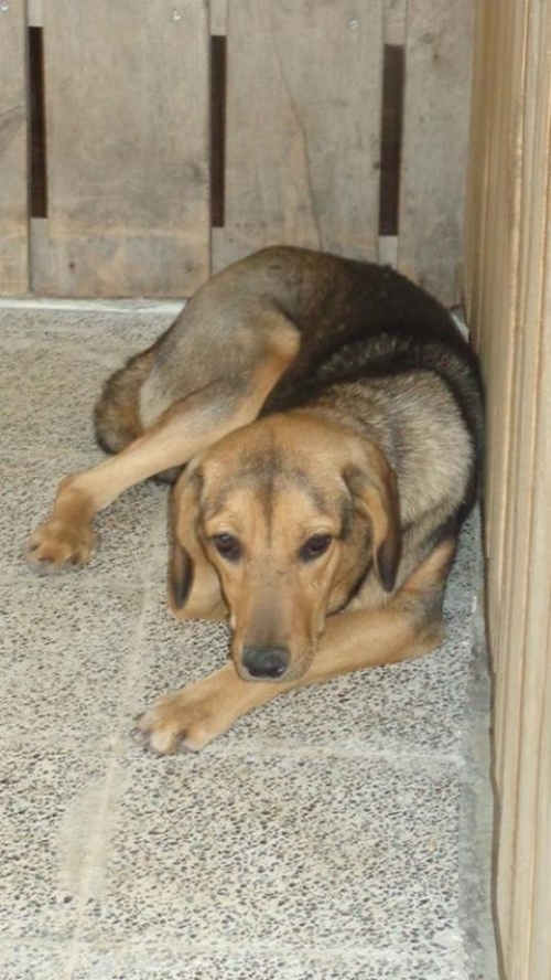 მეტისი ჩაპი