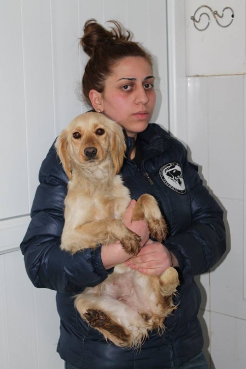 სპანიელის მეტისი უსახელო