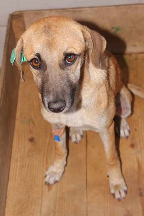 მეტისი უსახელო