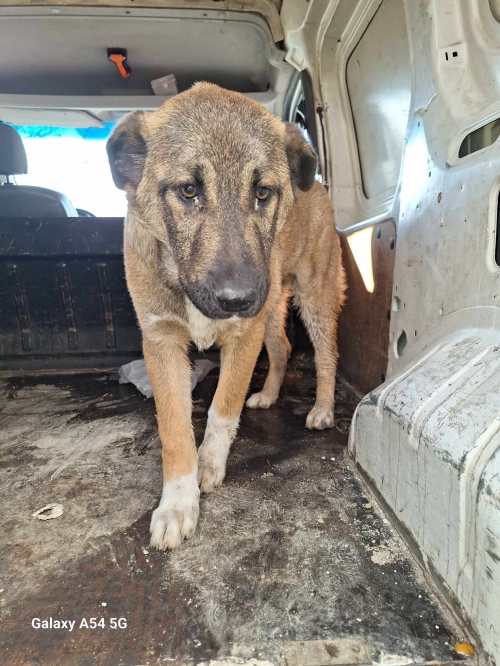 ქართული ქოფაკი აკექსეევკა ,, გარიკა,,