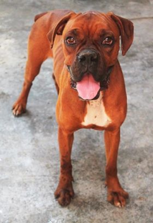 ბოქსიორი უსახელო