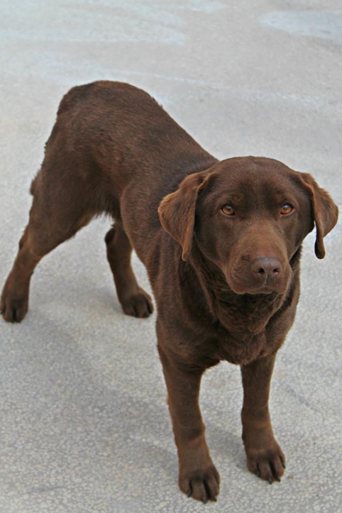 მეტისი ბუჩი