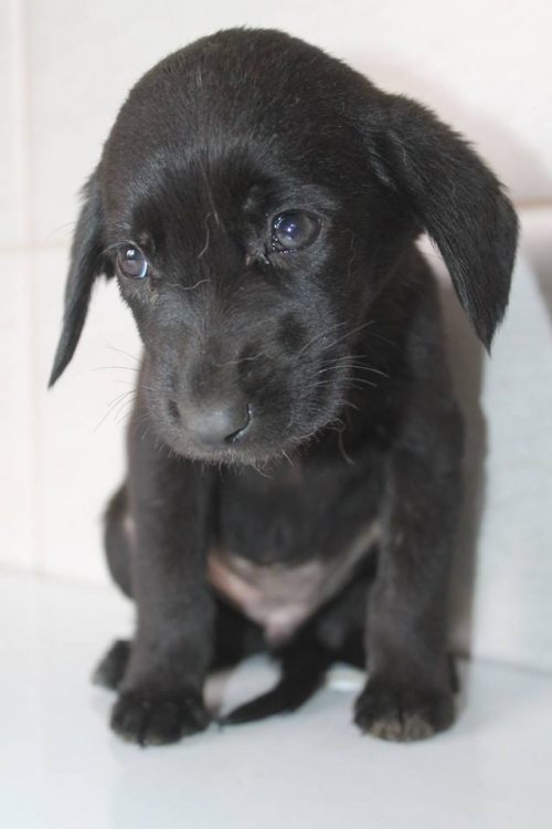 მეტისი უსახელო