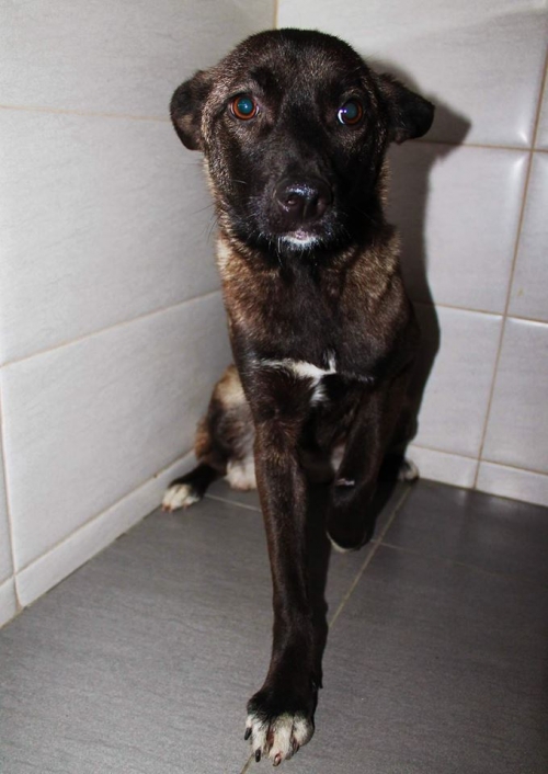 მეტისი ნაცარა