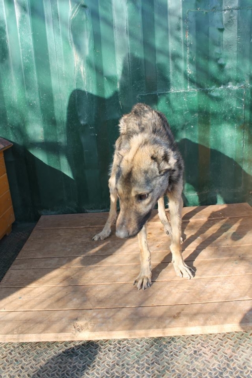 ქართული ქოფაკი უსახელო