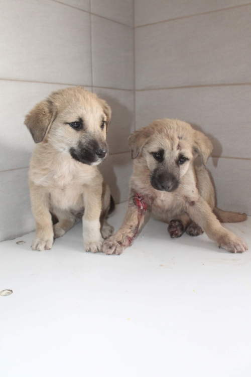 მეტისი უსახელო