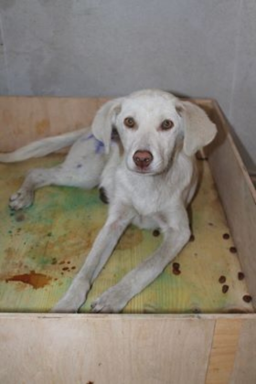 მეტისი უსახელო