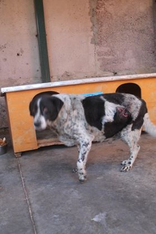 მეტისი უსახელო