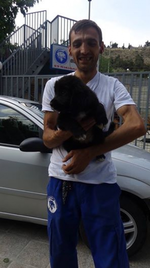 ქართული ქოფაკი უსახელო