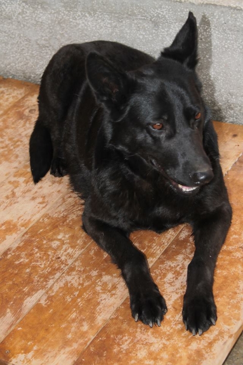 ბელგიური ნაგაზი უსახელო