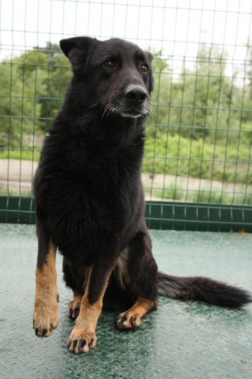 გერმანული ნაგაზი რექსი