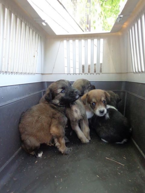 მეტისის ლეკვები უსახელოები