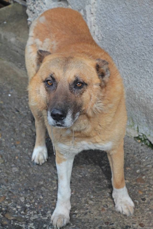 ქართული ქოფაკი უსახელო