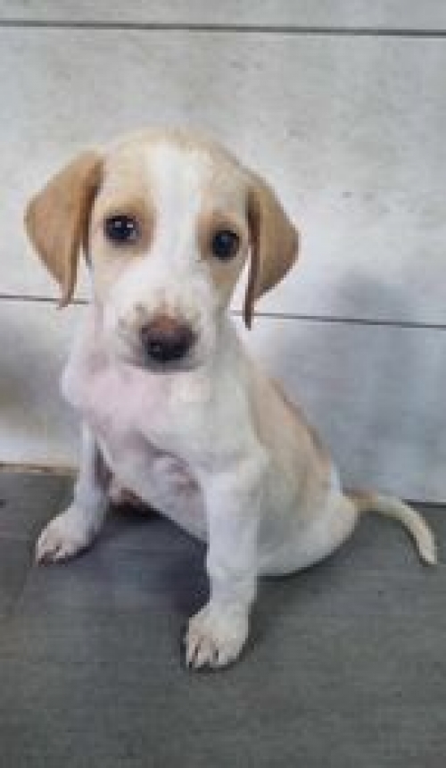 მეტისი თბ. ზღვა