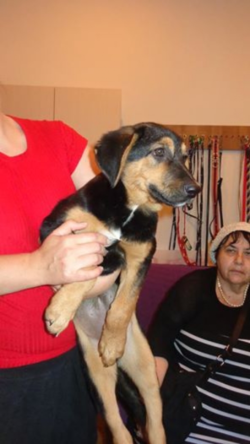 გერმანული ნაგაზის მეტისი ბუჩო