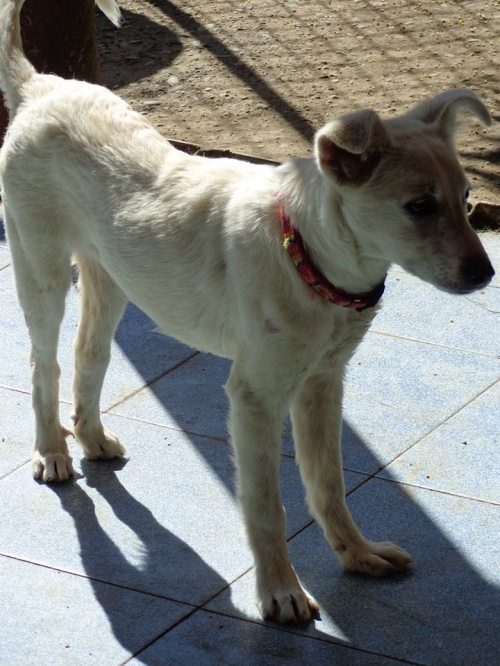 მეტისი უცნობი