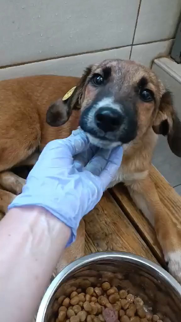 მეტისი. თემქა