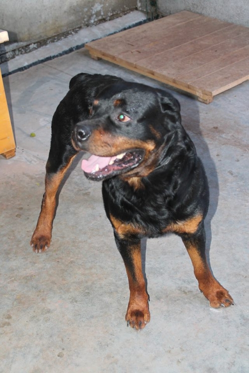 როტვეილერი როი