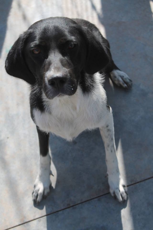 მეტისი ბერო