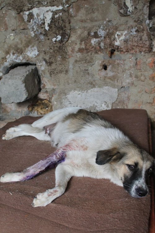 მეტისი უსახელო