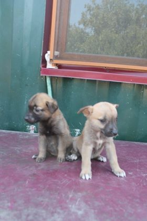 მეტისი უსახელო