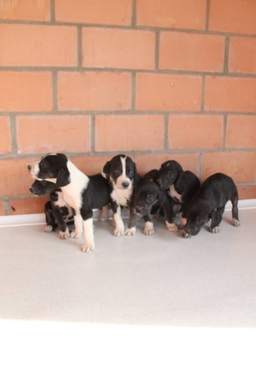 პოინტერის მეტისი უსახელო1