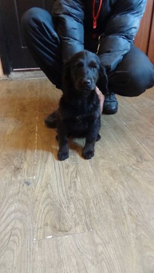 მეტისი უსახელო