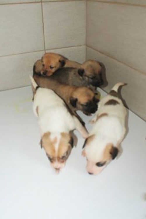 მეტისი უსახელო