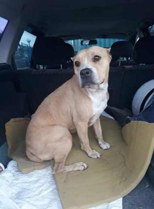 მეტისი ლუსი