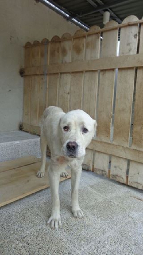 აზიური ნაგაზი მაქსი