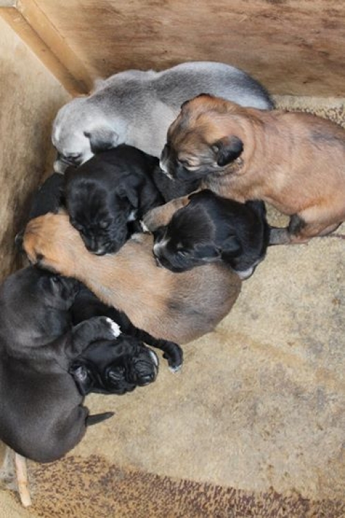 ტაქსა უსხელო